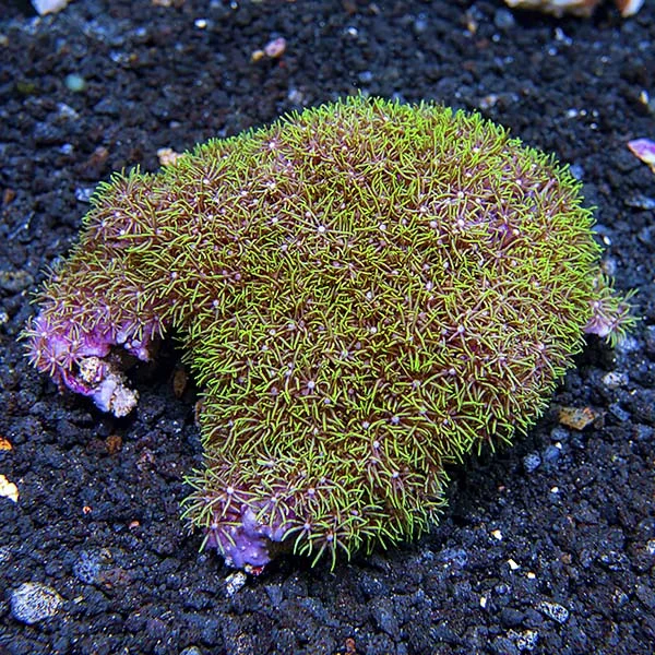 Green Branching Starburst Polyp - Image 2
