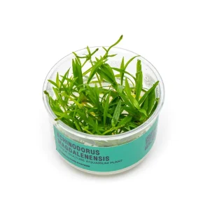 Echinodorus Magdalenensis Tissue Culture