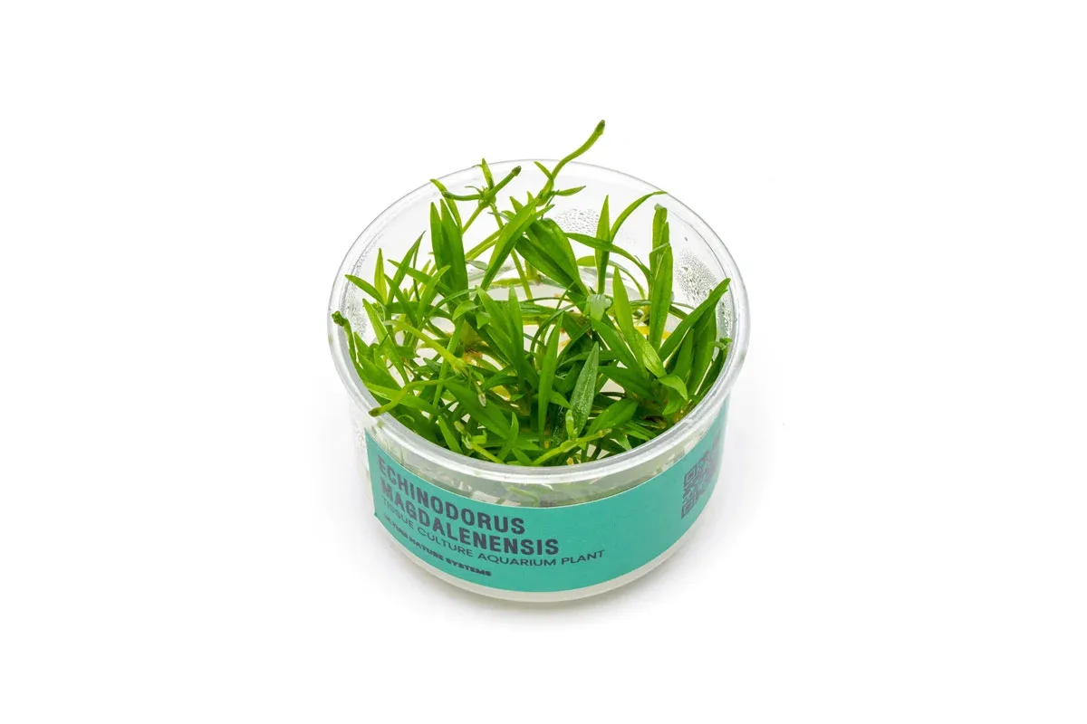 Echinodorus Magdalenensis Tissue Culture