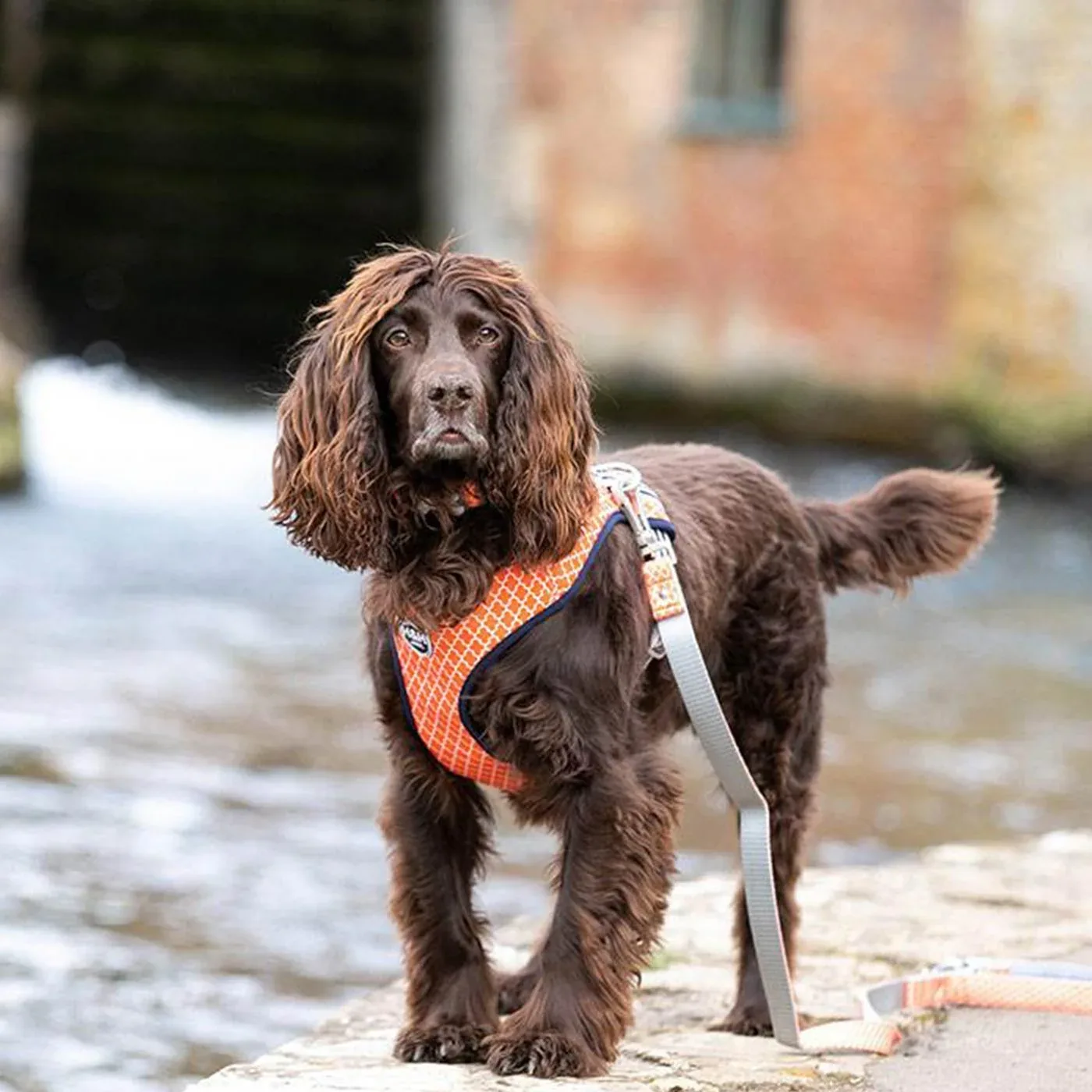 Hugo & Hudson Geometric Dog Harness - Image 2