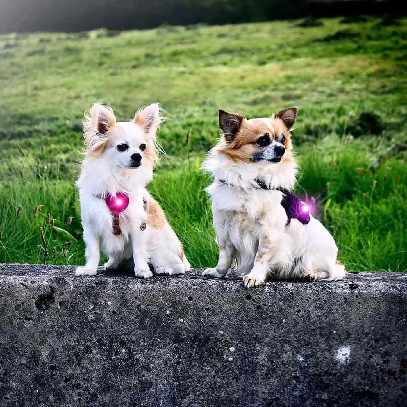 Orbiloc Dog Dual Safety Light