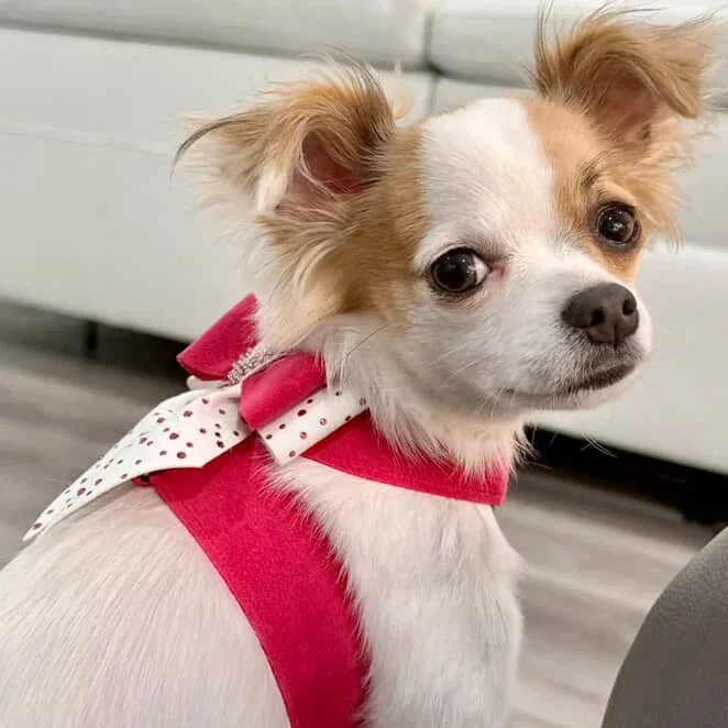Susan Lanci Pink is Love Double Tail Bow Tinkie Harness