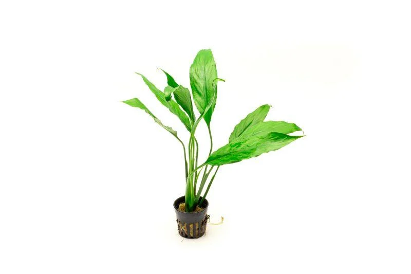 Spathiphyllum Wallisii - Peace Lily - Image 2