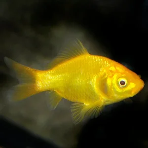 Lemon Gold Comet Goldfish