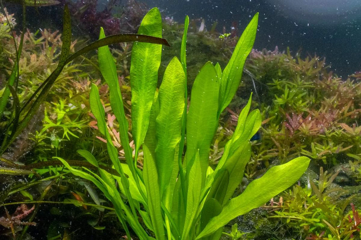 Echinodorus Major/Martii - Image 2