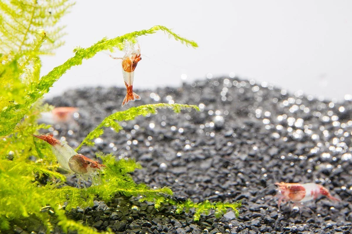 Red Rili Shrimp - Image 2