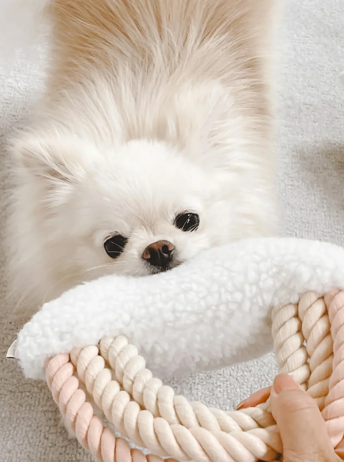 RAINBOW PASTEL PLUSH DOG TOY - Image 2