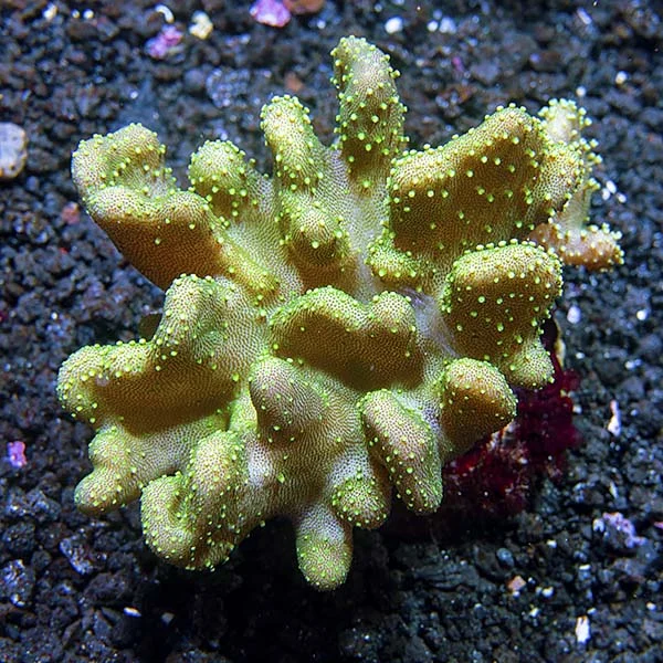 Devil's Hand Leather Coral - Image 2