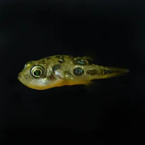 Indian Dwarf Puffer
