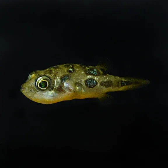 Indian Dwarf Puffer
