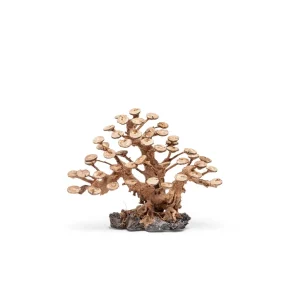 UNS Bonsai 016