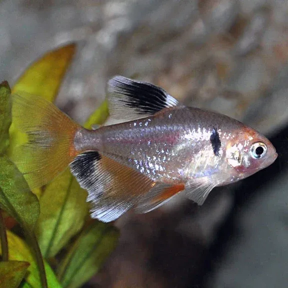 Red Minor Serpae Tetra 12pack