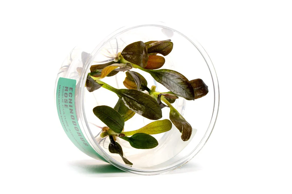 Echinodorus Rose Tissue Culture - Image 2
