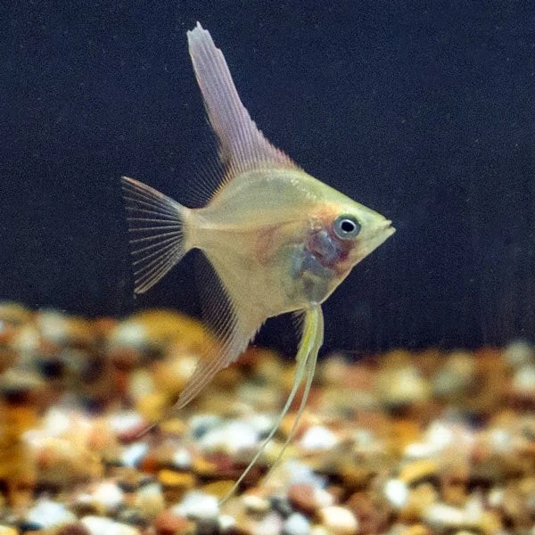 LiveAquaria® Captive-Bred Gold Angelfish