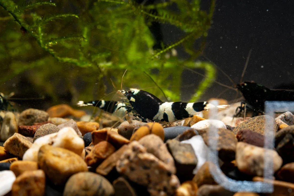 Black King Kong Shrimp - Image 2