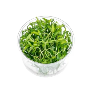 Helanthium Tenellum Broad Leaf UNS Tissue Culture