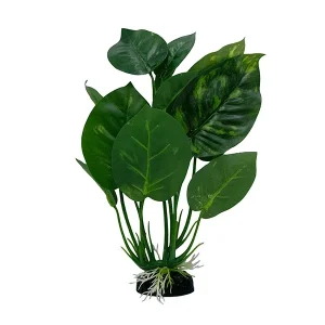 LiveAquaria® 6"; Big Leaf Plant