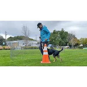 Clean Run Channel Heeling: A Fun & Easy Way to Teach Heeling for Dog Sports