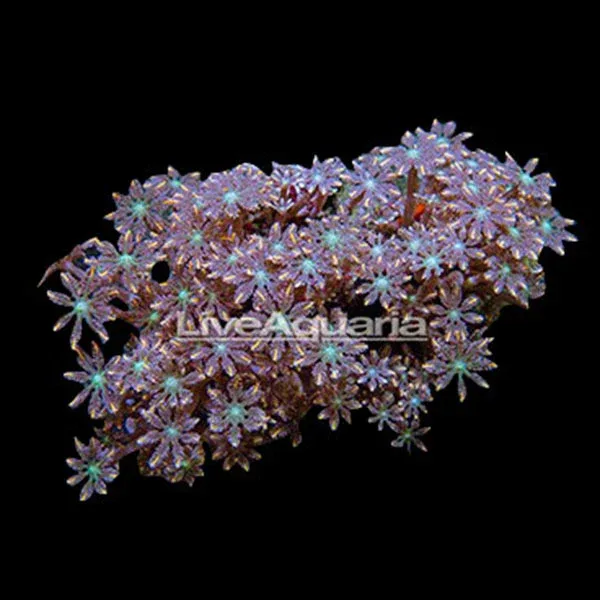 Coral Frag 3 Pack, Houdini Edition - Image 2