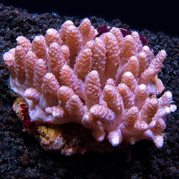 Young Blushing Finger Leather Coral
