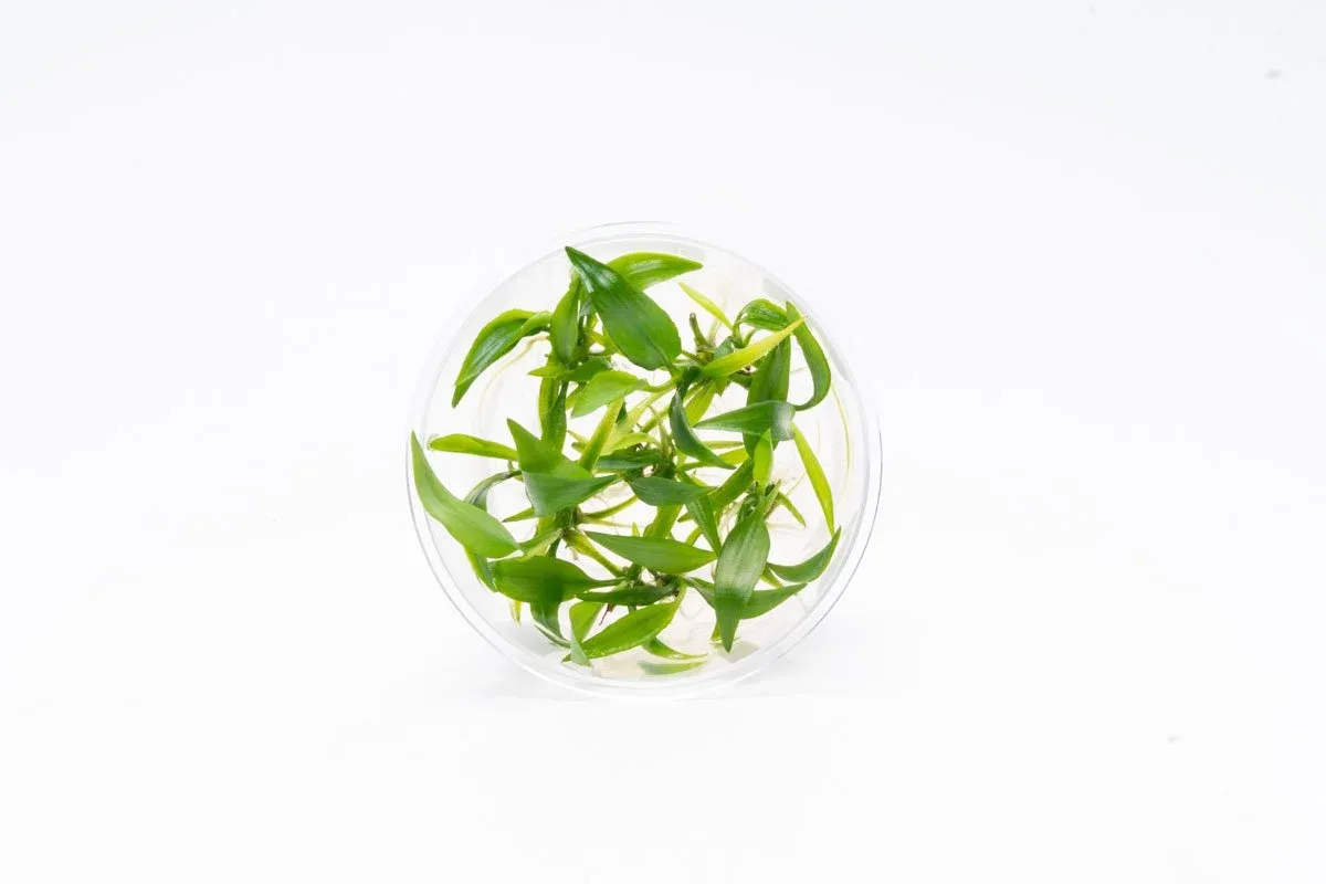 Lagenandra Thwaitesii UNS Tissue Culture - Image 2