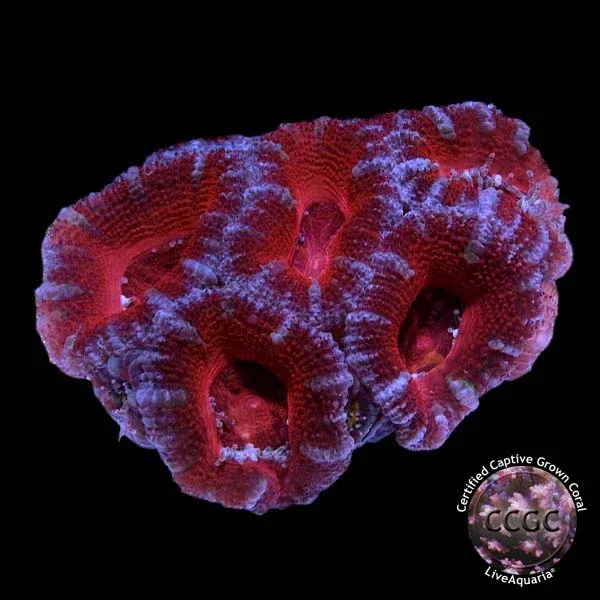 LiveAquaria® CCGC Aquacultured Aussie Lord Frag 3 Pack - Image 2