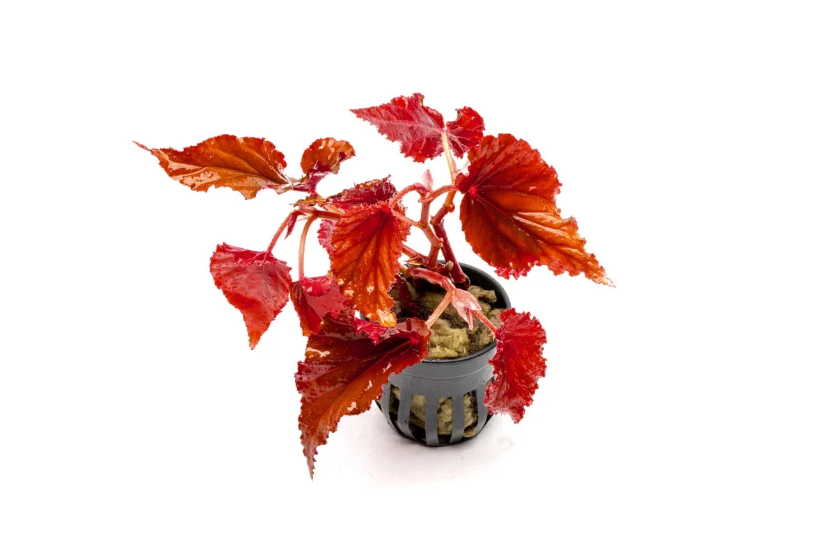 Begonia Arabian Sunset