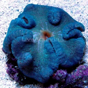 Haddon's Carpet Anemone, Blue