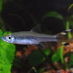 Scissortail Rasbora