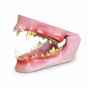 GPI Canine Jaw Model