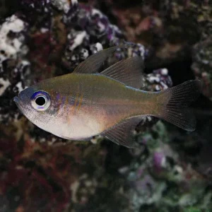 Longspine Cardinalfish
