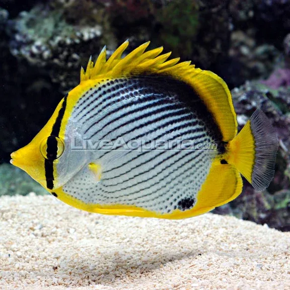 Black Back Butterflyfish