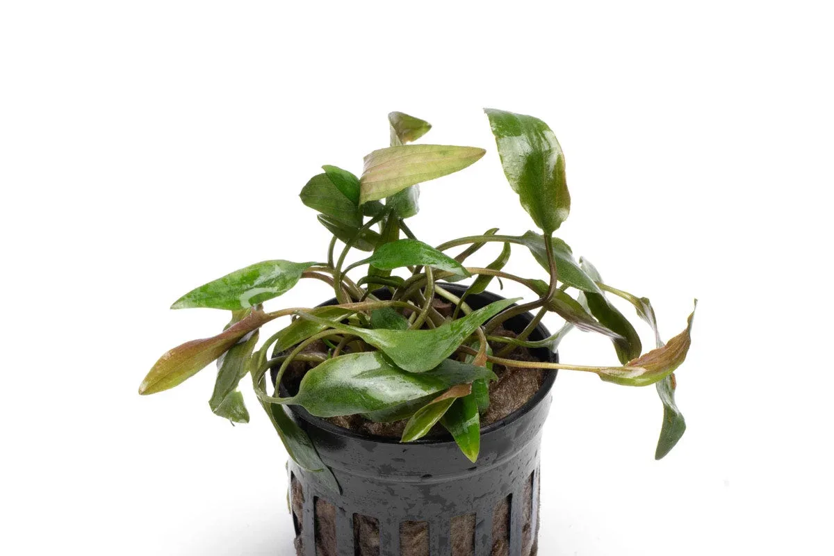 Cryptocoryne Beckettii - Image 2