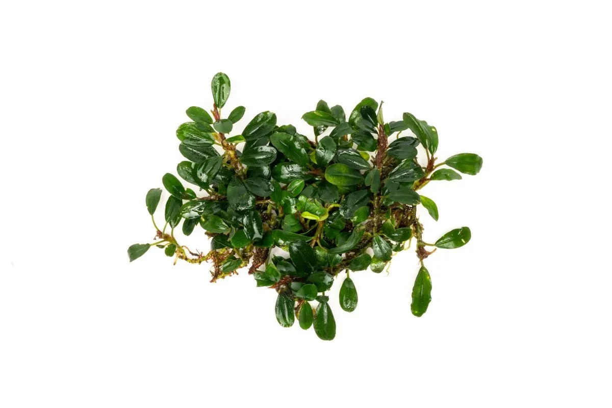 Bucephalandra Hades - Image 2