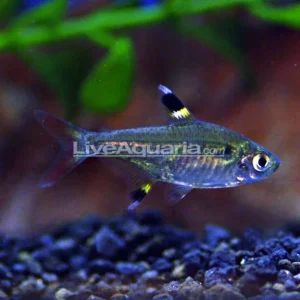 X-Ray Pristella Tetra