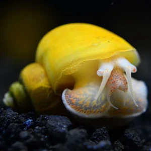 Gold Mystery Snail