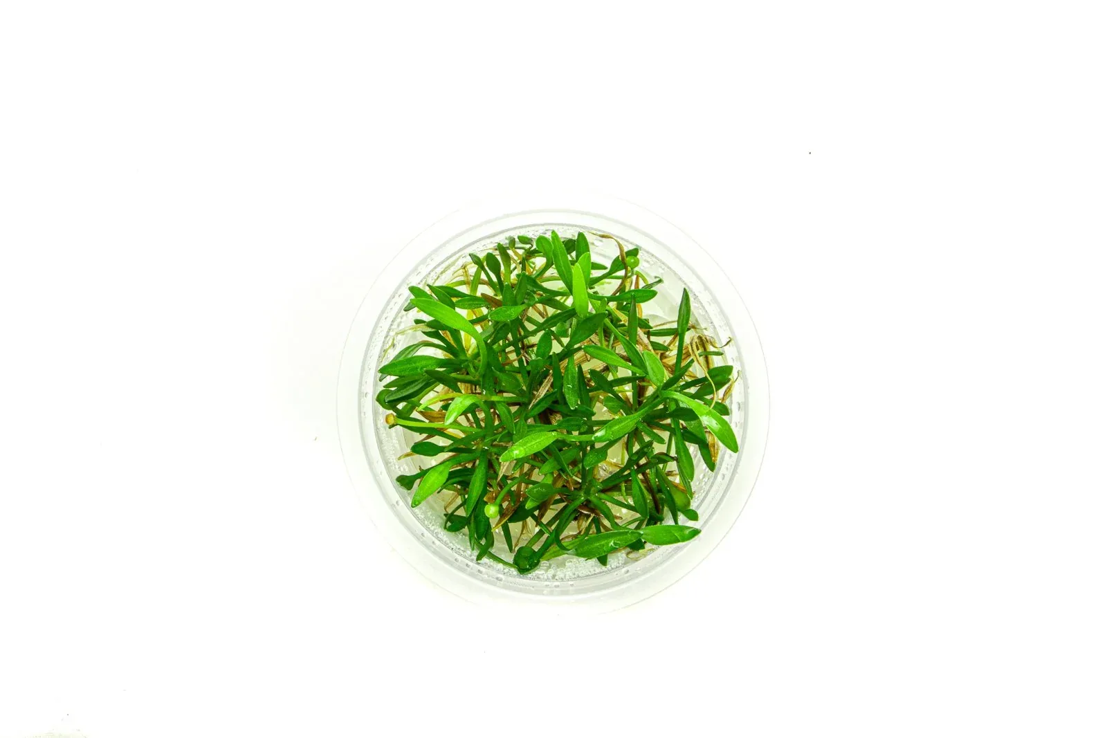 Helanthium Tenellum Aquatic Farmer Tissue Culture - Image 2