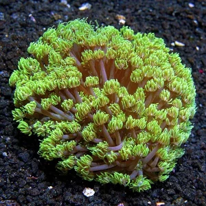 Flower Pot Coral, Long Polyp, Green