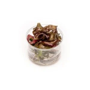 Echinodorus Red Diamond UNS Tissue Culture