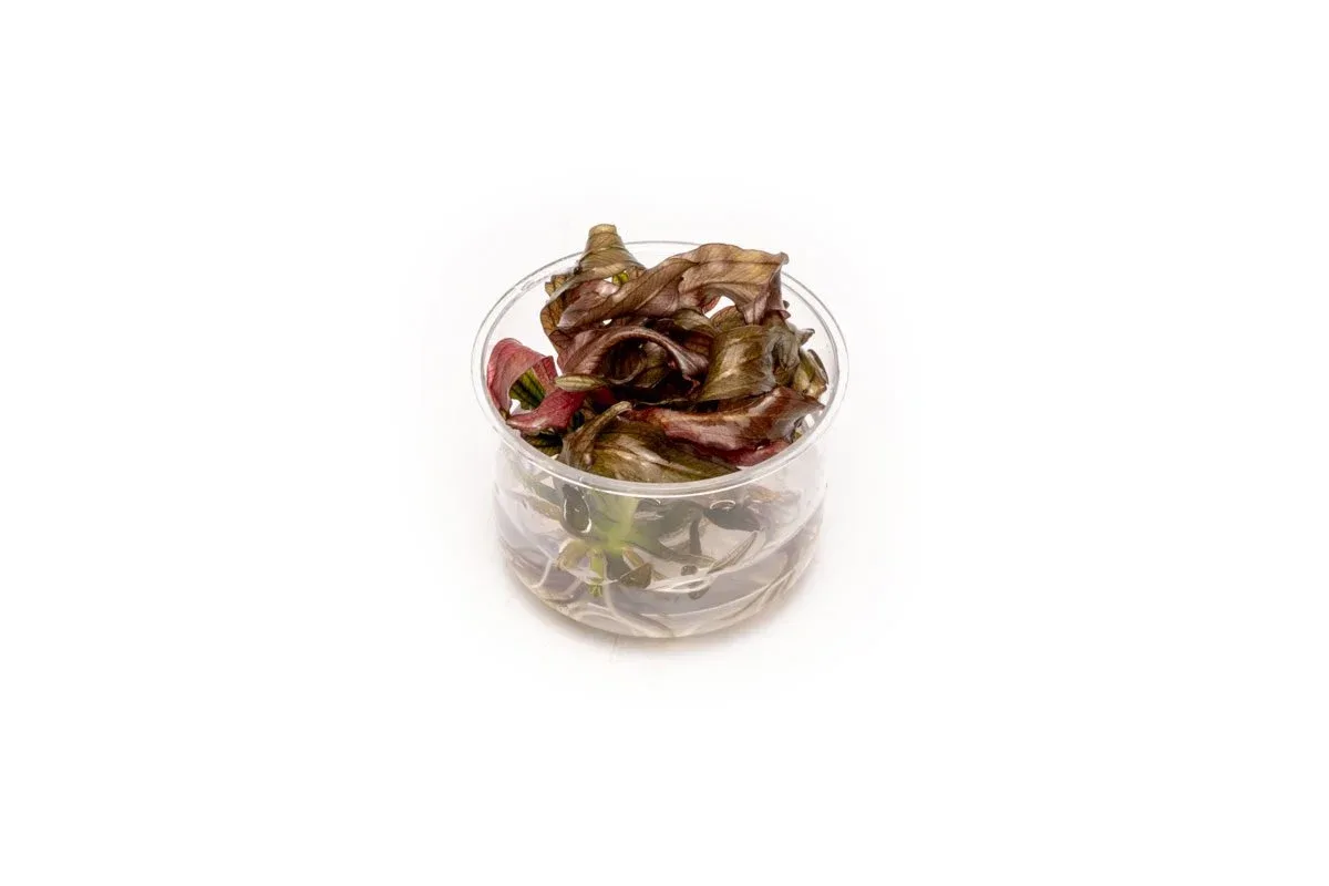Echinodorus Red Diamond UNS Tissue Culture