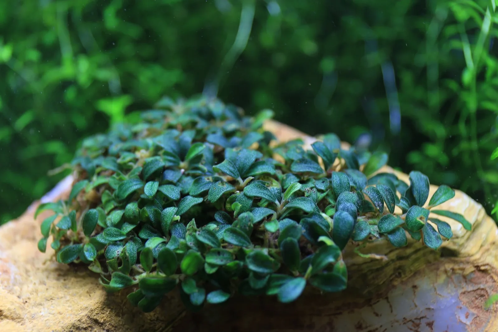 Bucephalandra Lamandau Mini Purple Pot - Image 2