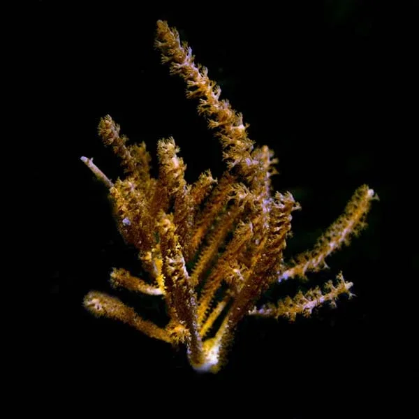 Aquacultured Assorted Soft Coral 5 Pack - Image 2