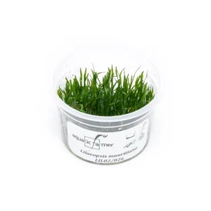 Lilaeopsis Mauritiana Aquatic Farmer Tissue Culture