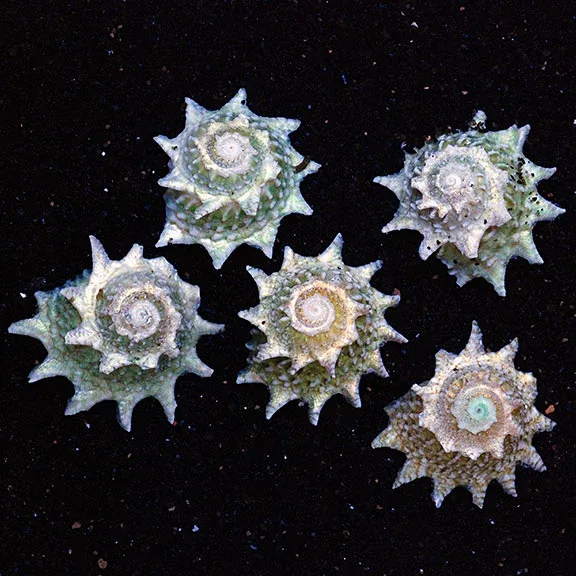 Spiny Star Astraea (Ninja Star Snail)