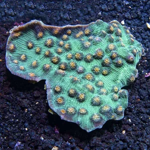 Robokaki Coral, Ultra