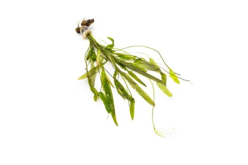 Aponogeton Natans - Image 2