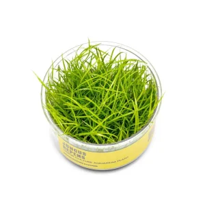 Juncus Repens UNS Tissue Culture