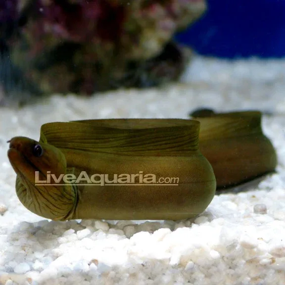 Green Eel