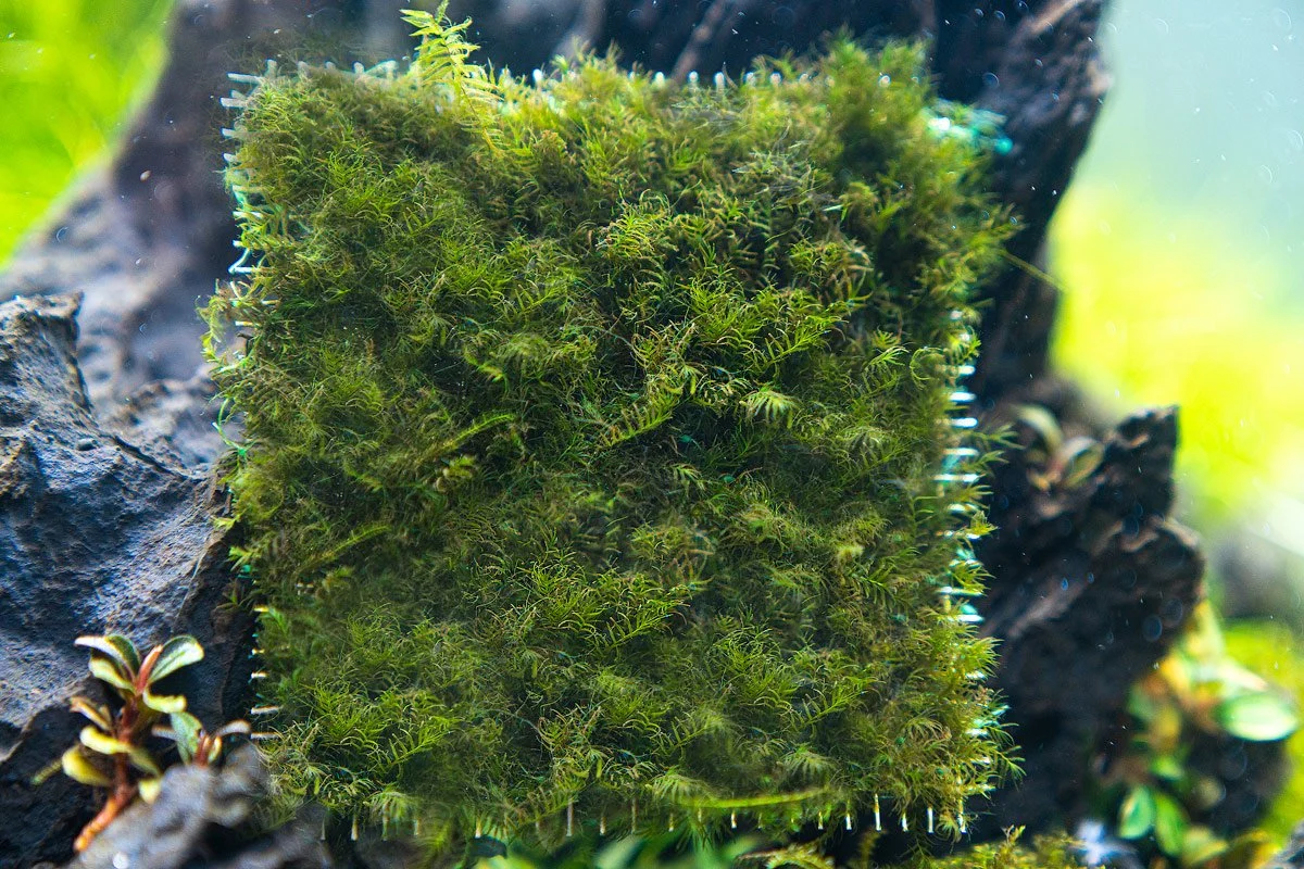 Fissidens Fontanus on Stainless Steel - Image 2