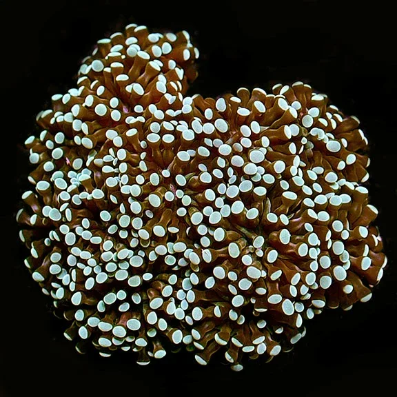 Grape Coral